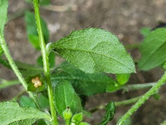Bothriospermum zeylanicum
