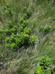 Searsia discolor