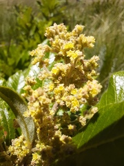 Searsia discolor