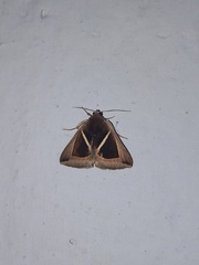 Chalciope mygdon