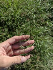 Eragrostis barrelieri