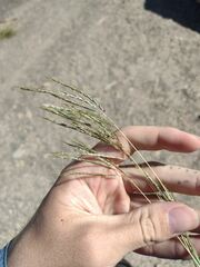 Bothriochloa pertusa