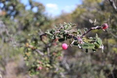 Malacomeles denticulata