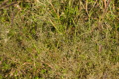 Eragrostis barrelieri