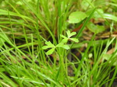 Hydrocotyle paludosa