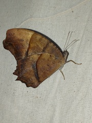 Melanitis leda