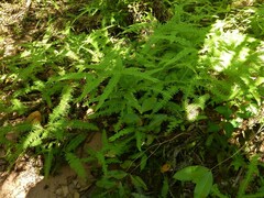 Dicranopteris linearis