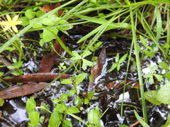 Hydrocotyle paludosa