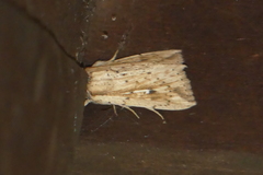 Mythimna decisissima