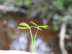 Hydrocotyle paludosa