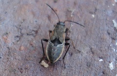 Rhyparochromus vulgaris