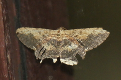 Ruttellerona pseudocessaria