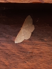 Epicyme rubropunctaria