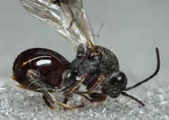 Amphibolips globulus