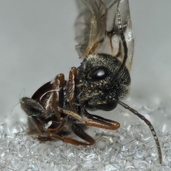 Amphibolips globulus