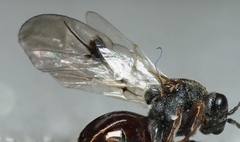 Amphibolips globulus