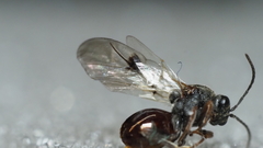 Amphibolips globulus