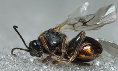 Amphibolips globulus