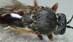 Amphibolips globulus