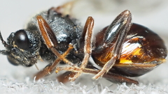 Amphibolips globulus