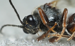 Amphibolips globulus