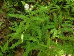 Dicranopteris linearis