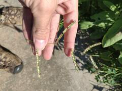 Paspalum fimbriatum