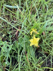 Hypericum aethiopicum