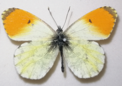 Anthocharis thibetana