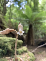 Gastrodia