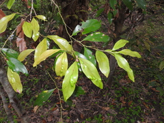 Cryptocarya triplinervis