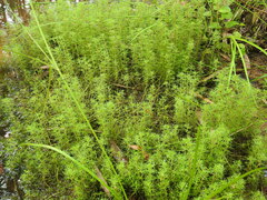 Myriophyllum gracile