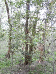 Cryptocarya triplinervis