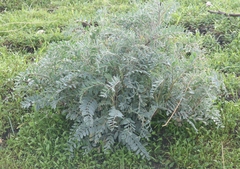 Astragalus oxyphysus