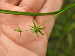 Cyperus trinervis