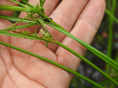 Cyperus trinervis