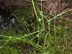 Cyperus trinervis