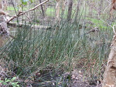 Machaerina articulata