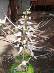 Orthosiphon aristatus