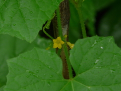 Cucumis maderaspatanus