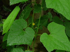 Cucumis maderaspatanus