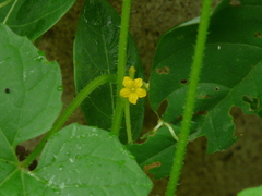 Cucumis maderaspatanus