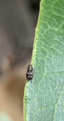 Anthribinae