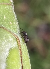 Anthribinae