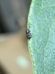 Anthribinae