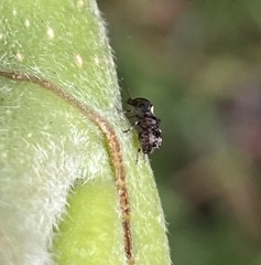 Anthribinae