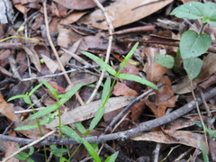 Gonocarpus chinensis