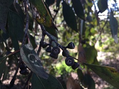 Eucalyptus ovata