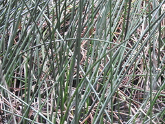 Machaerina articulata