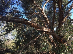 Eucalyptus ovata